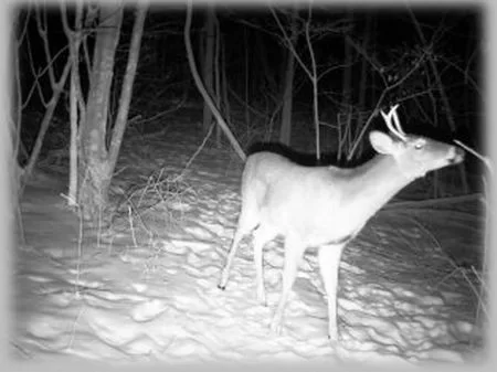 92 Wooded Acres - Hunter's Paradise property photo 1