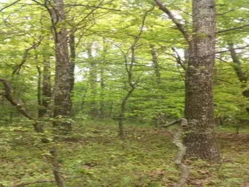 13+ac Owner Financing 10% Dwn property photo 1