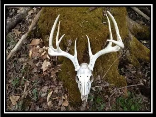 9 Acres On Perry State Forest